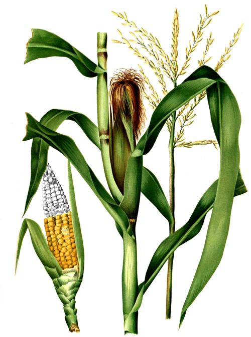 corn stalk illustration