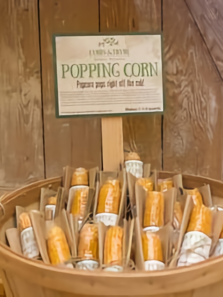 popping corn cobs in barrel basket with display sign